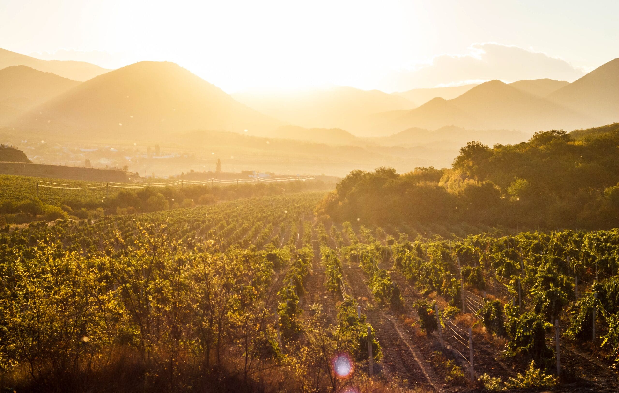 Vineyard rows glowing in the warm light of sunrise